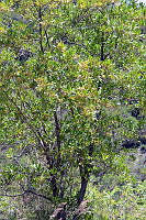 MDLLPG0048 Dodonaea viscosa.jpg