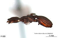ME006 Hormi 0178 Cephalotes pallens.jpg