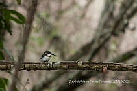 ZAPF0323 Chloroceryle americana.jpg