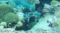 CGG1153 Sparisoma viride.JPG