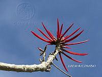 3R 01132 Erythrina americana.jpg
