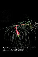 Zoqui 0181 Tillandsia sp..jpg