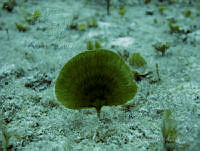 BDP0121 Udotea flabellum.jpg