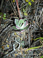 IRR 0389 Echeveria.jpg