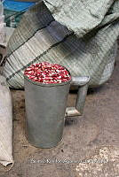 SG002 0036 Zea mays.jpg