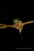 NJL005 Agalychnis moreletii.jpg