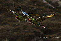 MASM07205 Ara militaris.jpg