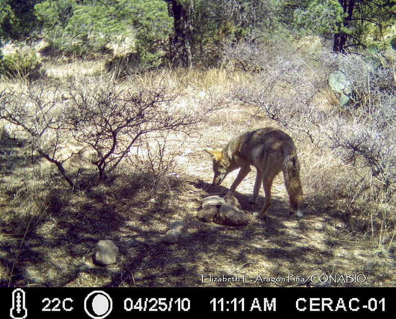 IE003%200007%20Canis%20latrans.jpg.kCeqjO31MQXnibFjQA3g0JtbmFja29CbnFuZ3NAbXJ6LGtwZwA.k2Eg6nbyHw