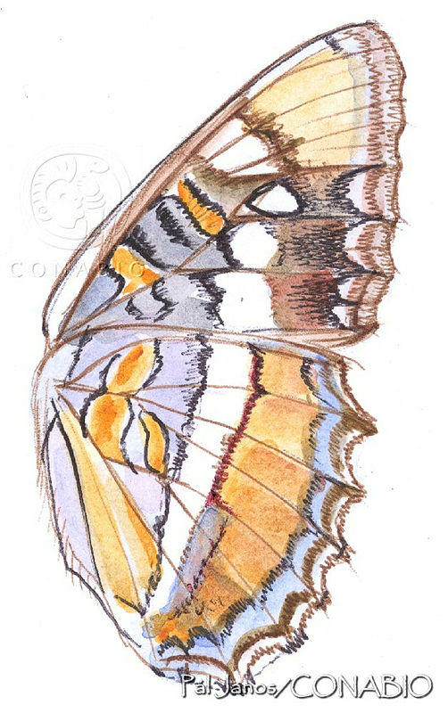 PJ0625%20Adelpha%20californica.jpg.qyeQzLr6MRnDh VhQA3g0JtbmFja29CbnFuZ3NAbXJ6LGtwZwA.z 8UABPuVY