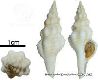 KT014 0760 Fusinus ambustus.JPG