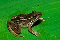 PM 0029 Lithobates forreri.jpg