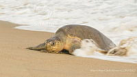 MASM08283 Lepidochelys olivacea.jpg