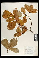 102092 Quercus rugosa.jpg