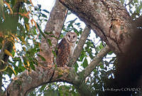 ACR0041 Tyto alba.jpg