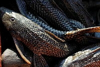 JLMD04 Hypostomus plecostomus.jpg