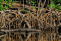 OAO0229 Crocodylus acutus.jpg