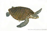 MAPM1034 Lepidochelys olivacea.jpg