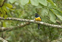 IMDOC2129 Trogon violaceus.jpg