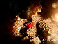 CIRR001 Trapezia sp.; Pocillopora sp..jpg