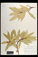 102087 Quercus hypoleucoides.jpg