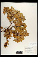 102089 Quercus toumeyi.jpg