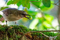 JRRO0531 Turdus ignobilis.jpg