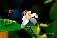 ATC001 Apis mellifera.jpg