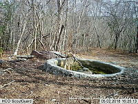 MAGB 0086 Canis latrans.JPG