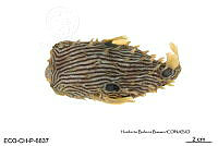 ME006 Peces 053 Chilomycterus schoepfii.jpg