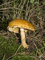 MASM08221 Basidiomycota.jpg