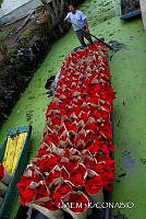 3R 01459 Euphorbia pulcherrima.jpg