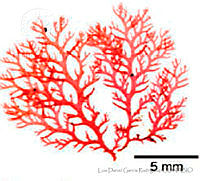 LDGR051 Plocamium katinae.jpg
