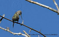 AAKVDH 0259 Calypte costae.JPG