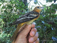 JLRZ0001 Icterus galbula.jpg
