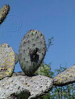 OOG0166 Cracidae.jpg