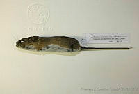 FXGC0168 Peromyscus levipes.jpg