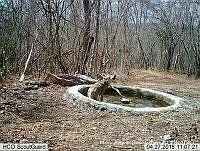 MAGB 0106 Canis latrans.JPG