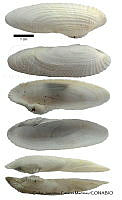 KT014 0322 Pholas chiloensis.JPG