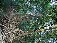 TE001 0226 Hábitat de Crocodylus acutus.jpg