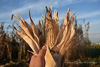 RCM01 Zea mays.jpg