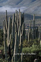 3R 00823 Cephalocereus tetetzo.tif
