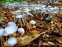 RZC001 Marasmius sp..jpg