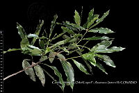 Atleq 0011 Quercus sapotifolia.jpg