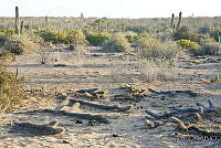 CNS1320 Stenocereus eruca.jpg