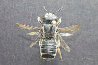 CGVM1203 Megachile policaris.jpg
