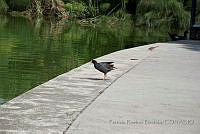 PRB0239 Gallinula galeata.jpg