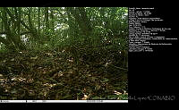 FJBL0123 Leopardus wiedii.jpg