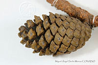MASM06827 Pinus pringlei.jpg