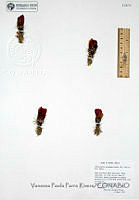 VPPR034  Echinocereus pseudopectinatus.JPG