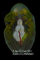MN6PG0251 Hyalinobatrachium viridissimum.jpg